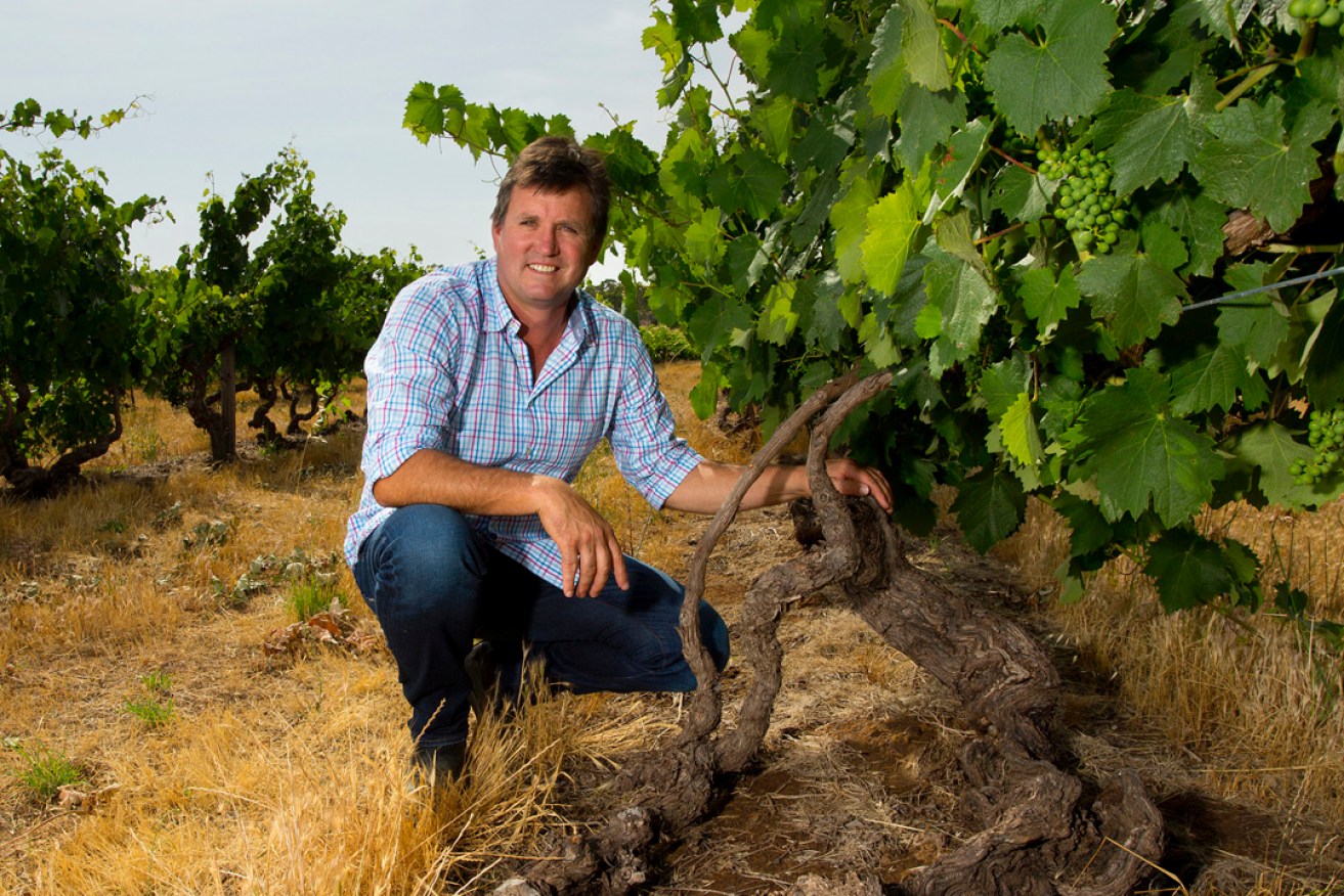 Hewitson founder Dean Hewitson with a 167-year-old Mourvedre vine in the Barossa Valley's Old Garden vineyard. Picture: Dragan Radocaj 