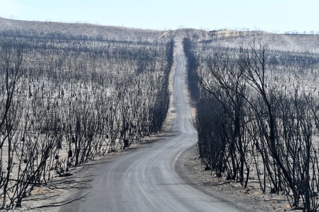 CFS lacked resources to deal with KI fire: review
