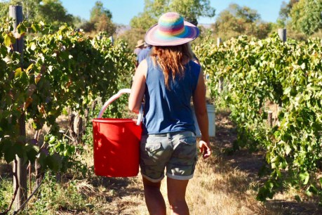 Slim pickings for wine workers as sector refuses to be crushed