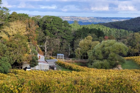 Exploring the Adelaide Hills’ valley of Chardonnay