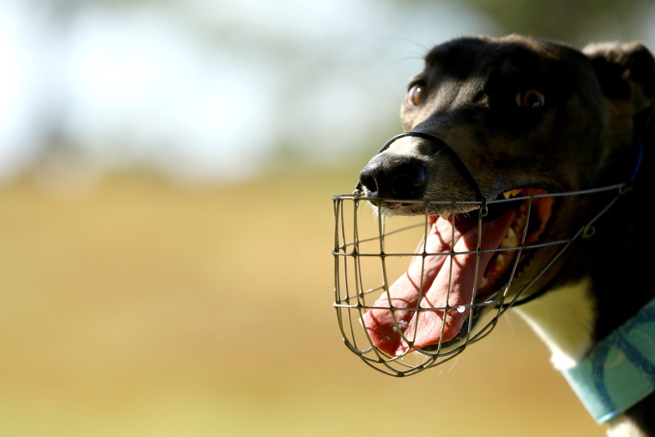 A muzzled greyhound at a 2018 Anti-Greyhound Racing rally in Sydney. Photo: Jeremy Ng / AAP