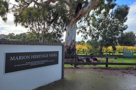 Making wine and preserving history in the Adelaide suburbs