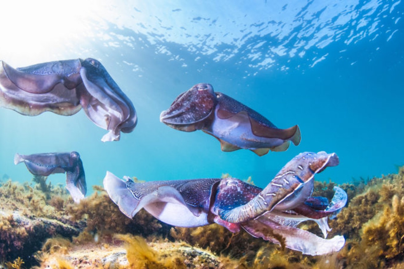 Up to 200,000 Giant Australian Cuttlefish gather off of Point Lowly to breed each winter. Photo: Carl Charter