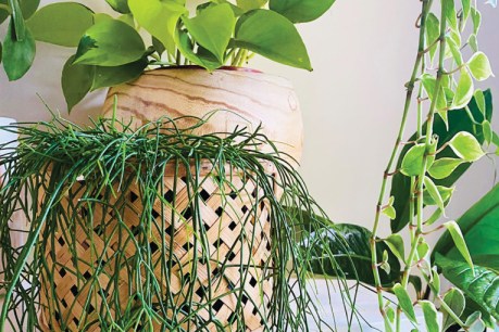 Top tips for success with indoor plants