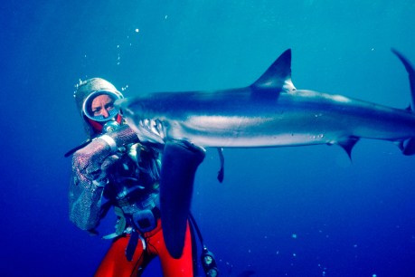 How Valerie Taylor played with sharks to prove a point