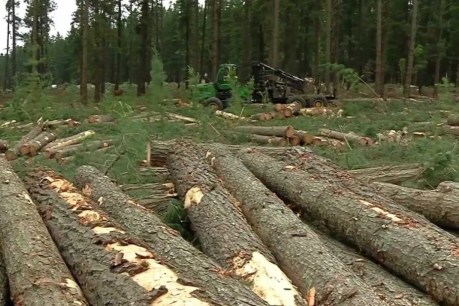 Hills forests face the axe as timber tenders aim to boost local supply