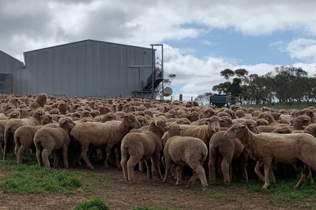 Trailblazing South Australian research underway to measure heat stress in sheep