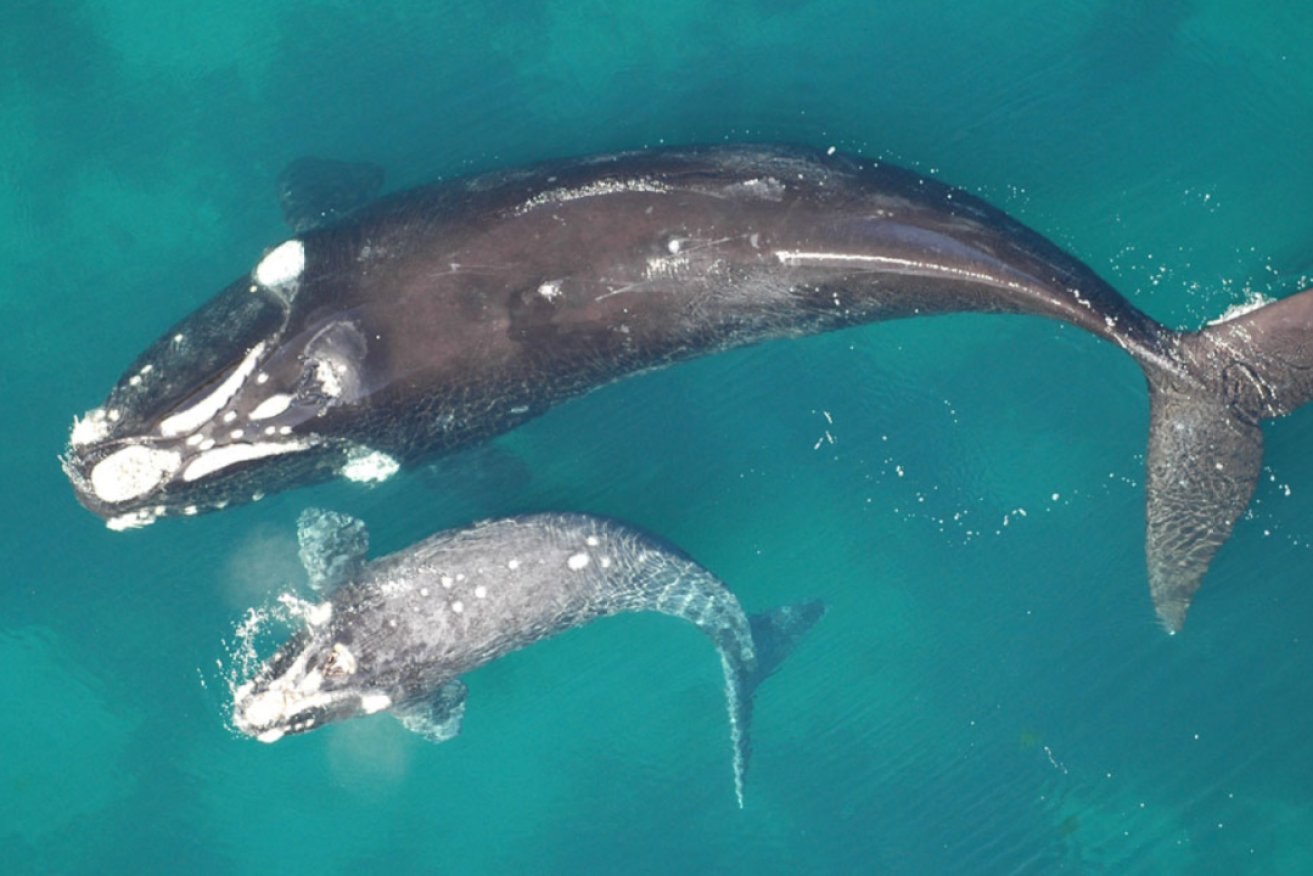 A Southern Right whale and her calf at the Head of Bight. Photo: Head of Bight Visitor Centre.