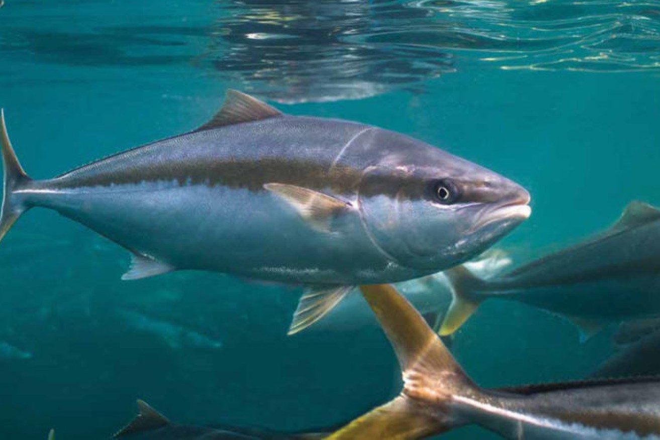 Record kingfish sales in 2020-21 have generated revenues of $48.5 million for Clean Seas, 20 per cent up on 2019-20.