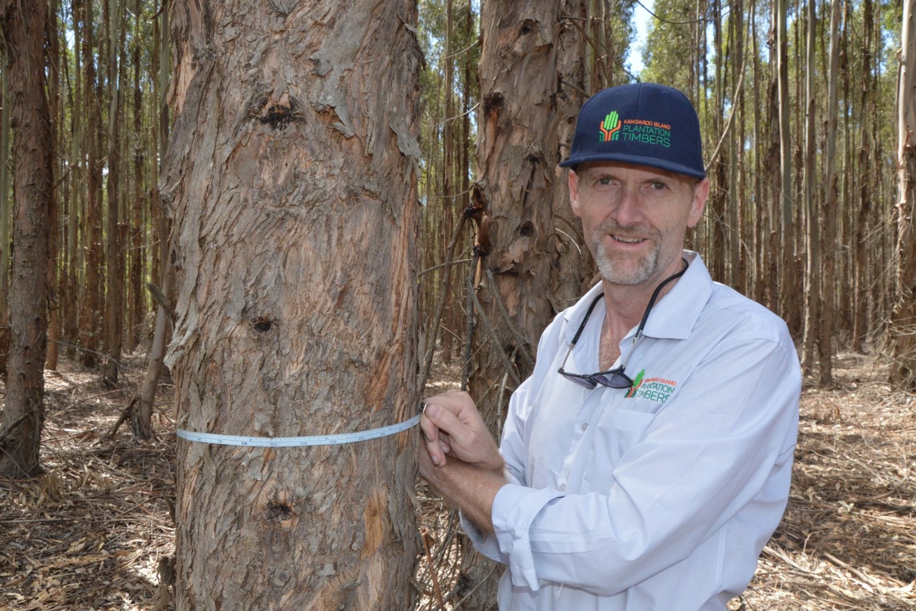 Kangaroo Island Plantation Timbers managing director Keith Lamb says thousands of hectares of company forest will be felled and burned after its port proposal was rejected. Photo supplied.