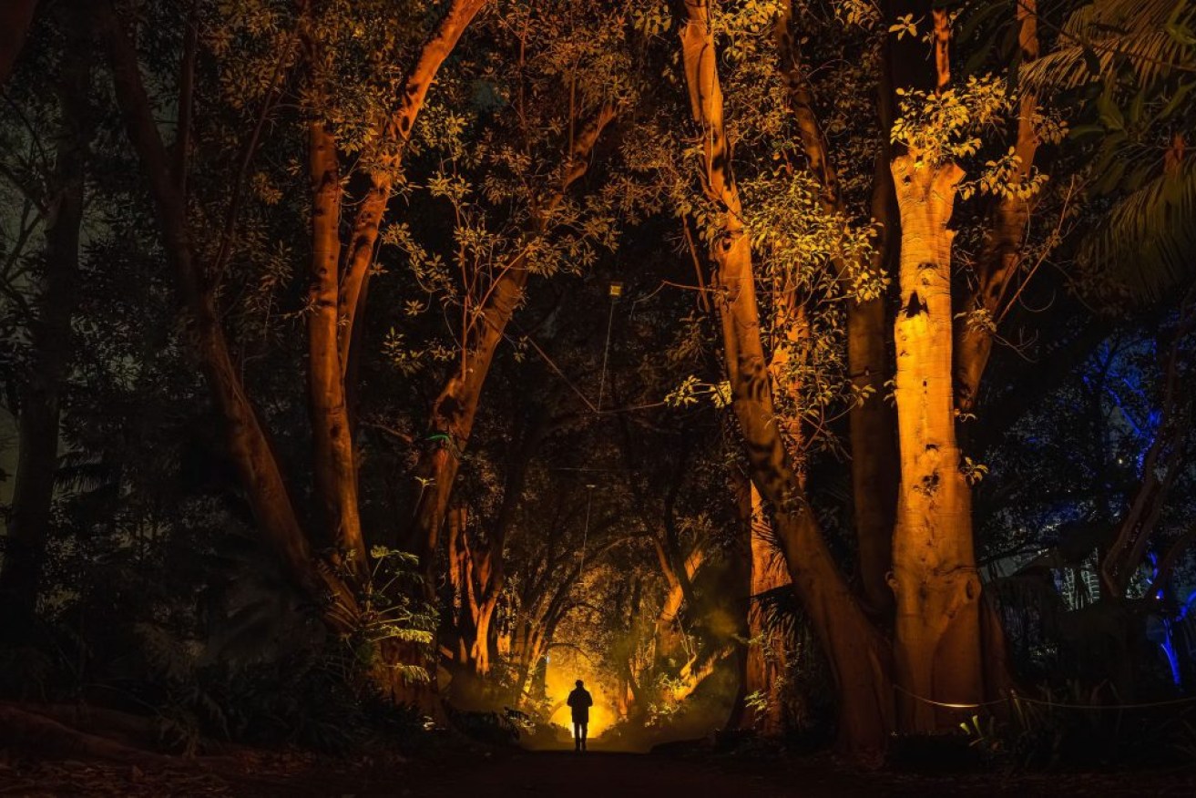 Light Cycles illuminates the Adelaide Botanic Garden. Photo: Moment Factory