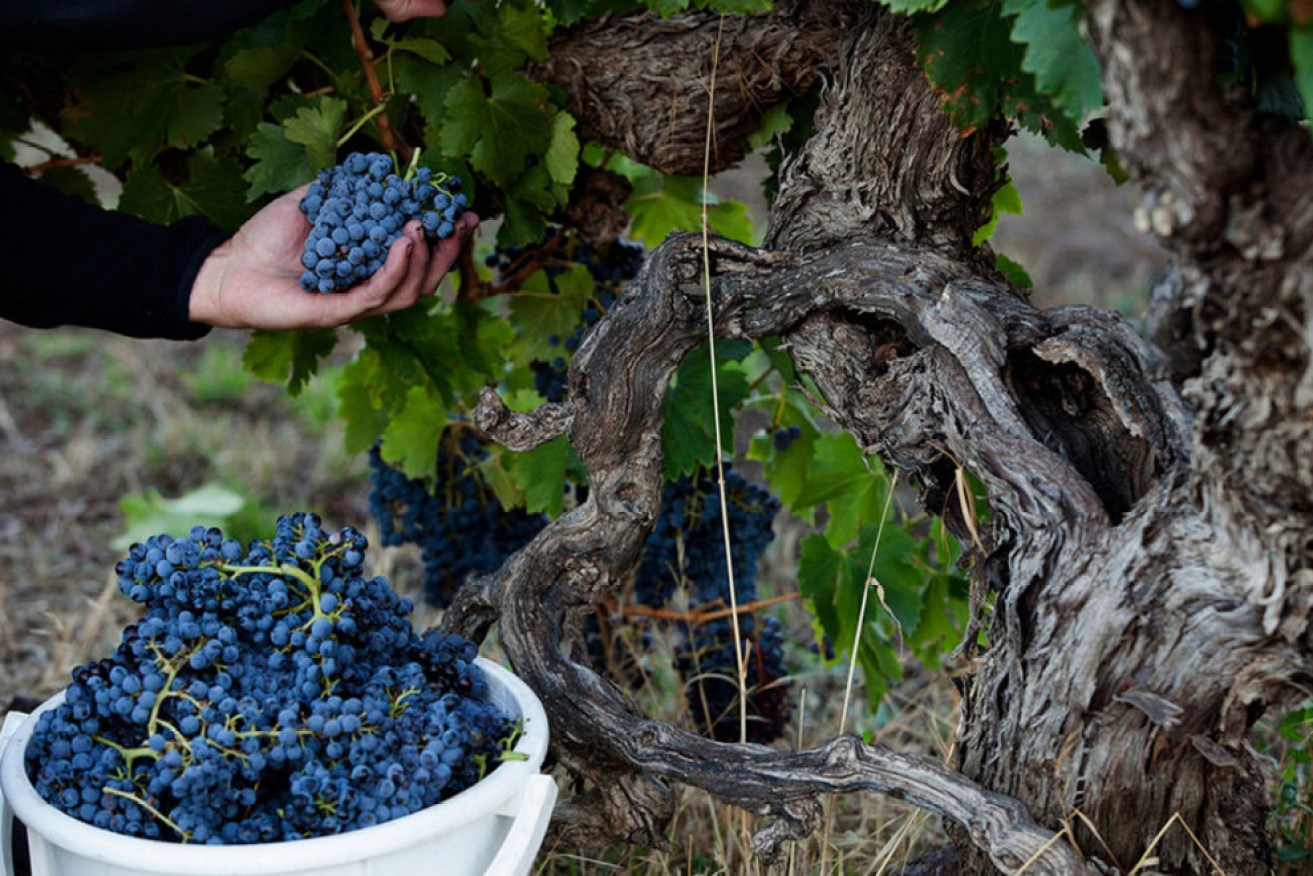 Photo: Barossa Grape & Wine Association.