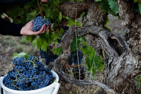‘Unicorn vintage’ results in record grape harvest