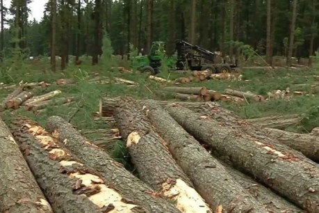 Supply and demand dilemma at root of timber crisis