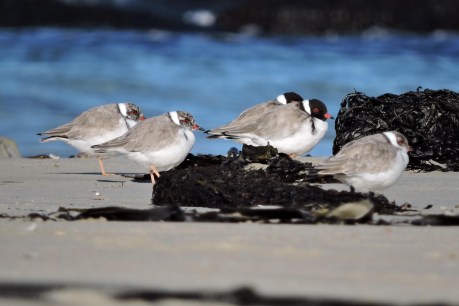 National hooded plover count gives cause for optimism for vulnerable SA population