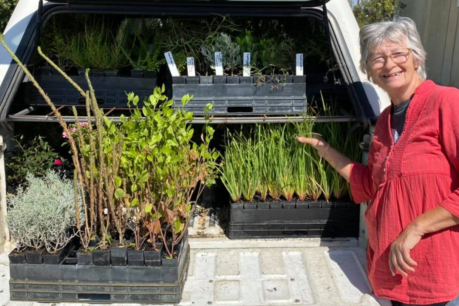 Kangaroo Island Garden Club shares healing power of plants