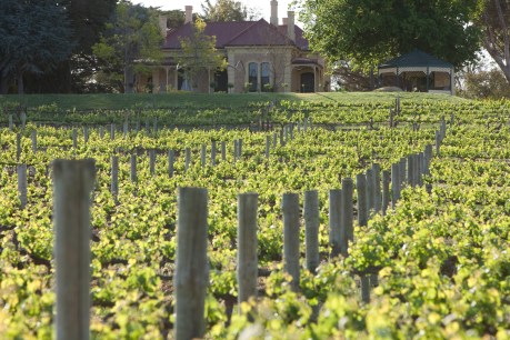 Penfolds reviews: What’s in a name?