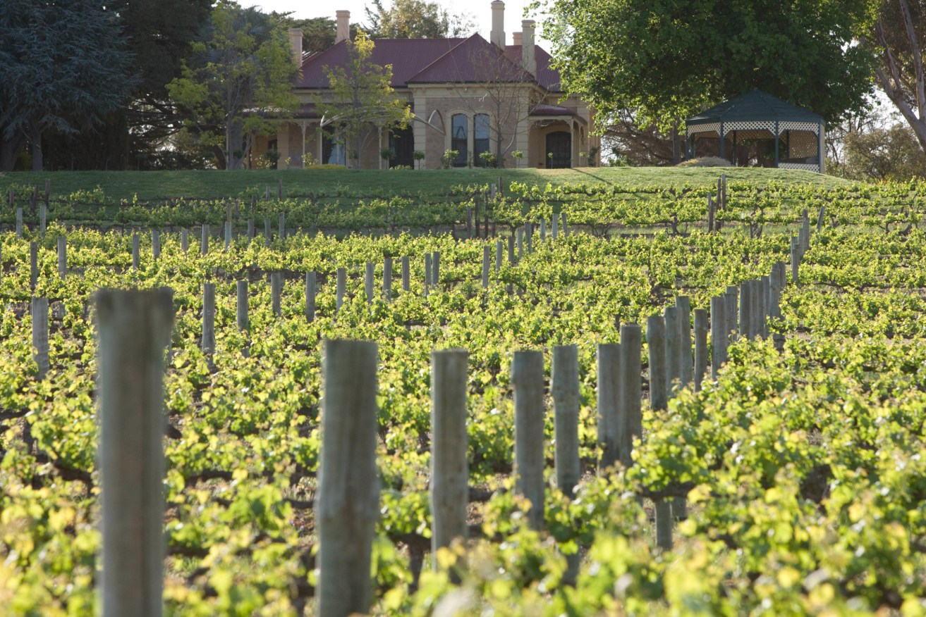 The historic Kalimna Homestead and vineyards in the Barossa. 