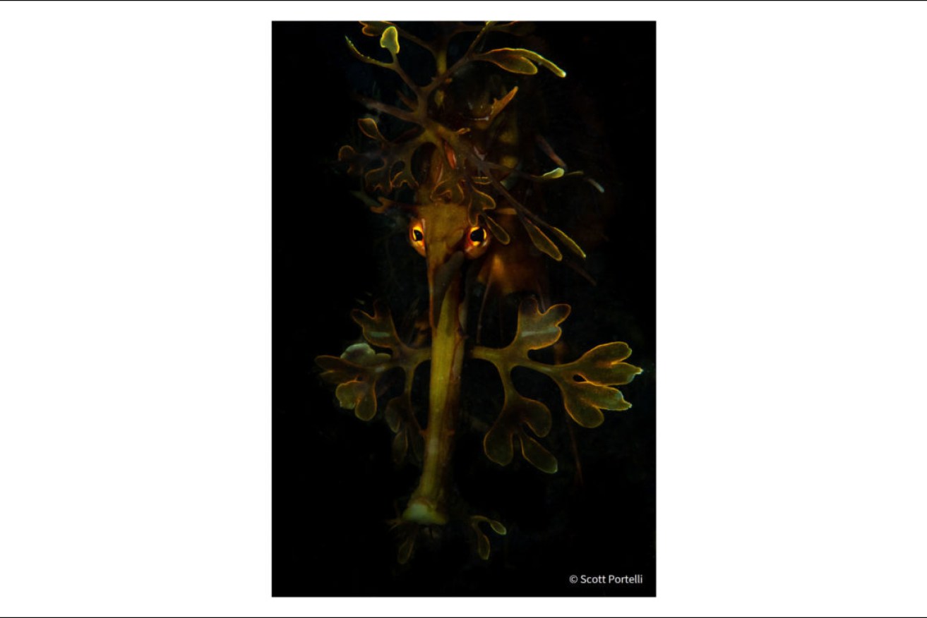 Scott Portelli's 'Leafy Night' image – of a leafy seadragon camouflaged by thick kelp – won the 2021  Australian Geographic Nature Photographer of the Year competition.