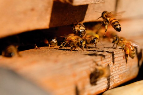 Honey, I’m home: Backyard beekeeping
