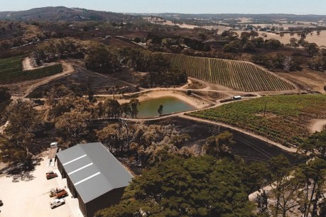 Ag tech and bravado brings Adelaide Hills vineyard back from ashes