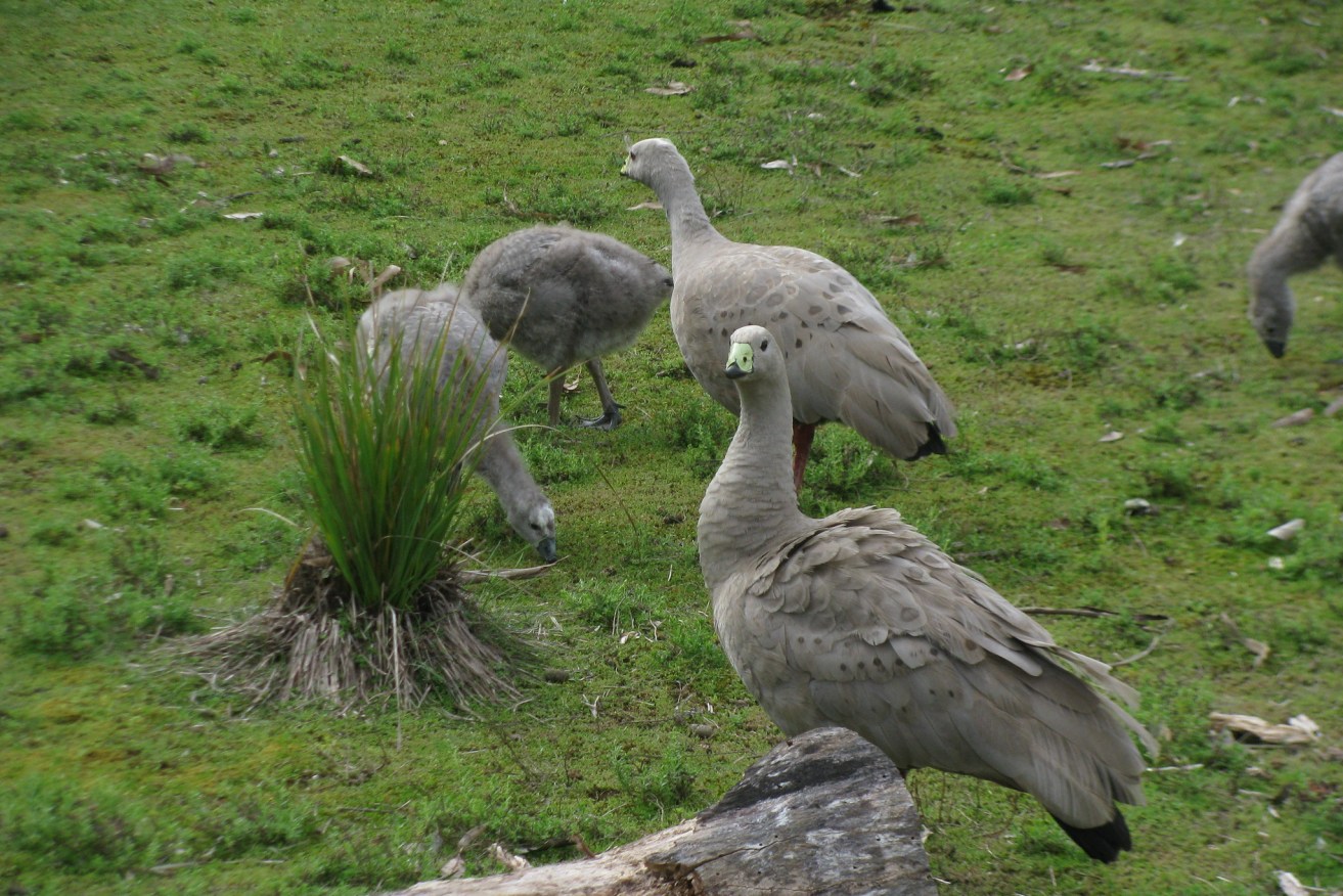 Cape Barron geese in Flinders Chase National Park. Photo: Gavin Anderson/Flickr/creative commons https://flic.kr/p/73DzXK