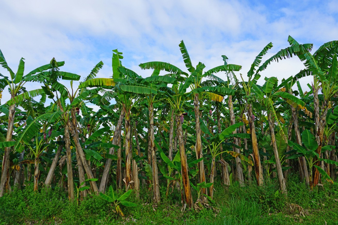 A banana plantation in Far North Queensland.