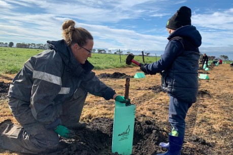 Native tree planting helps heal the scars left by fire