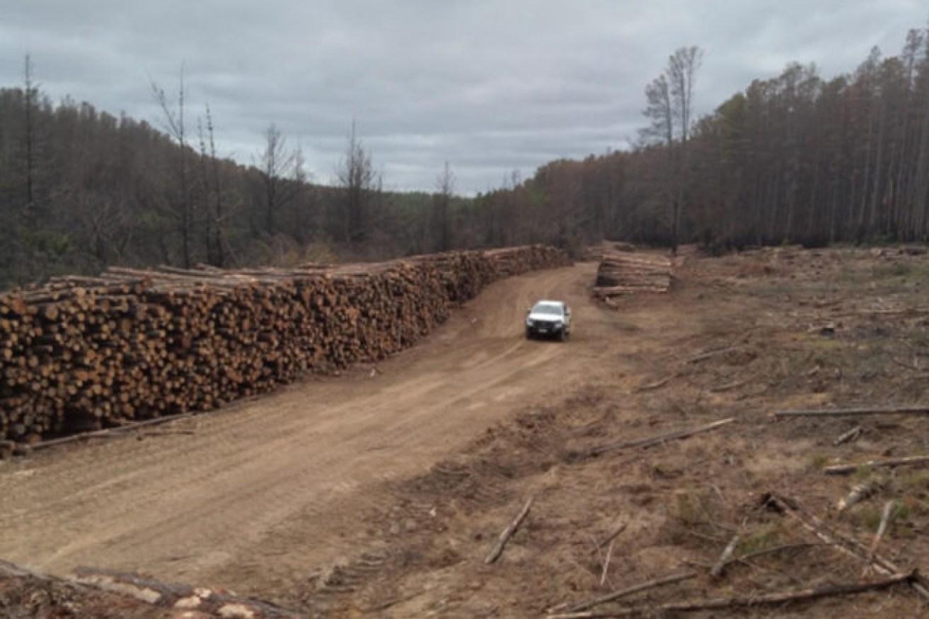Stockpiled fire-affected logs on Kangaroo Island ready to be shipped to the mainland. Picture: KIPT
