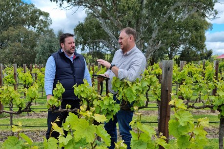 Oxford tech to boost South Australian vine health
