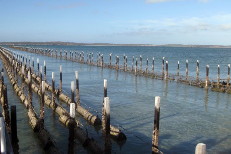 Coffin Bay oyster crisis continues