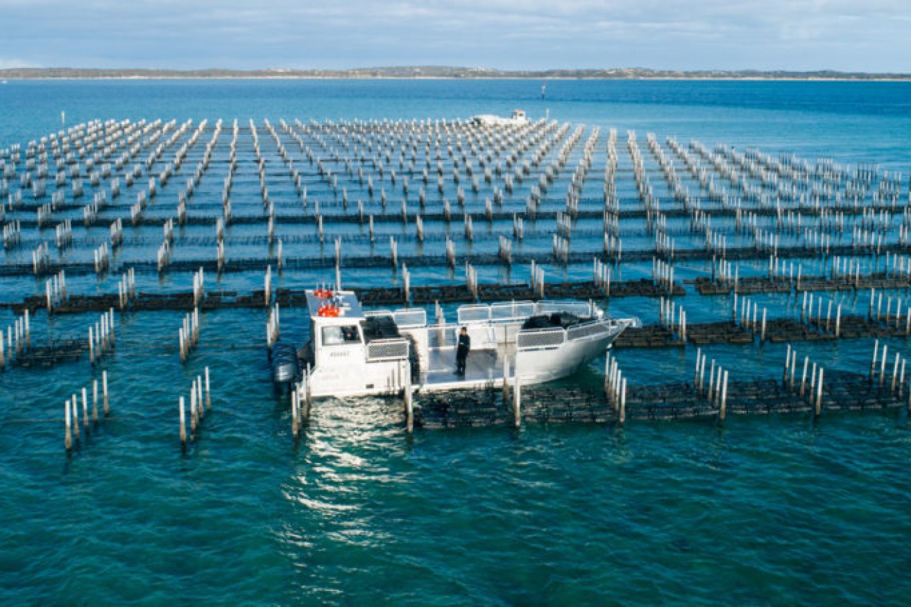 Angel Seafood Oyster farming on Coffin Bay