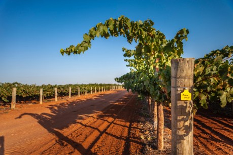 Riverland growers fined after underpayment probe