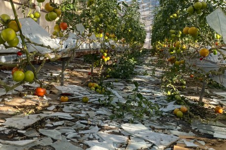 ‘Cherries for Christmas’: Hailstorm-hit growers confident of rebound