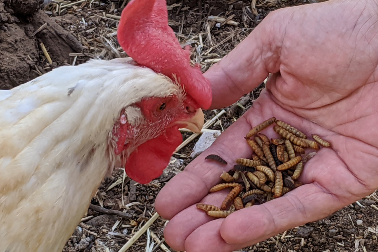 Oven-roasted black soldier fly maggots are proving a hit with backyard chicken owners.