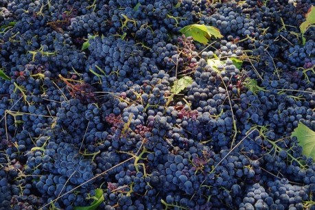 Tensions at tipping point as red wine glut looms