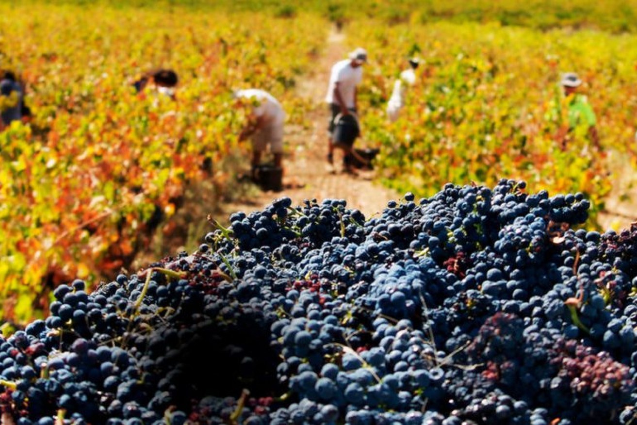 Photo: Barossa Grape & Wine.