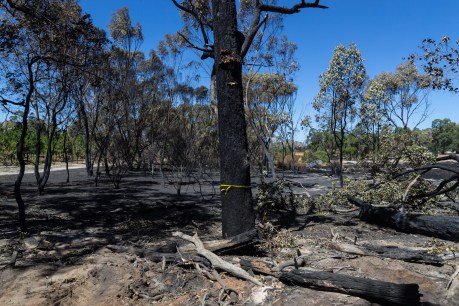 The burning issue of fires raging in remote Australia