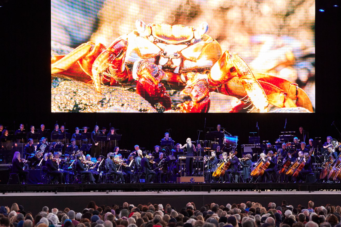 A sally lightfoot crab makes its perilous journey on a screen above the Adelaide Symphony Orchestra at 'Blue Planet II Live in Concert'. Photo: Claudio Raschella