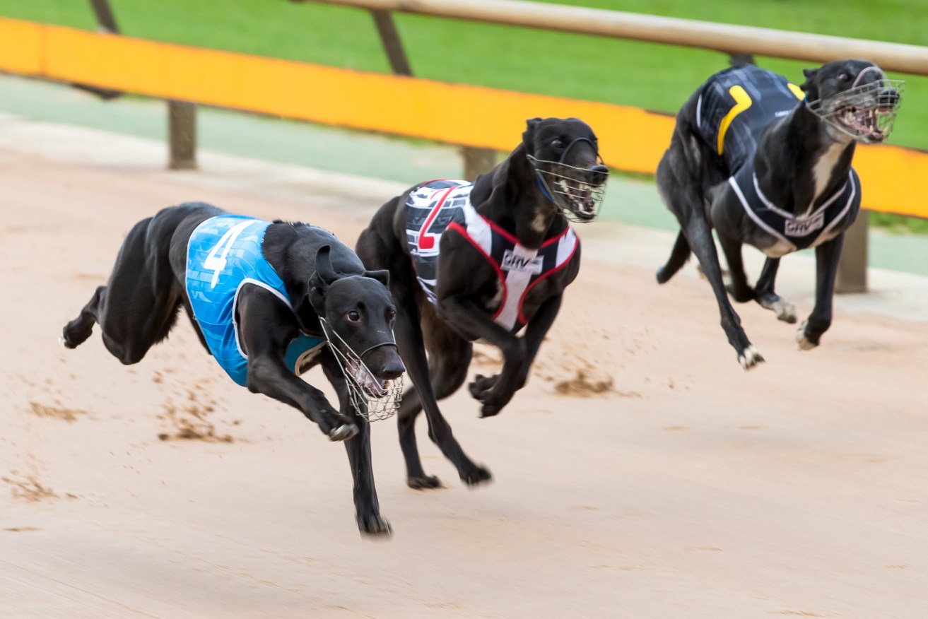 A report delivered last December said the greyhound racing industry had two years for significant reform. Stock photo: Greyhound Racing Victoria / AAP