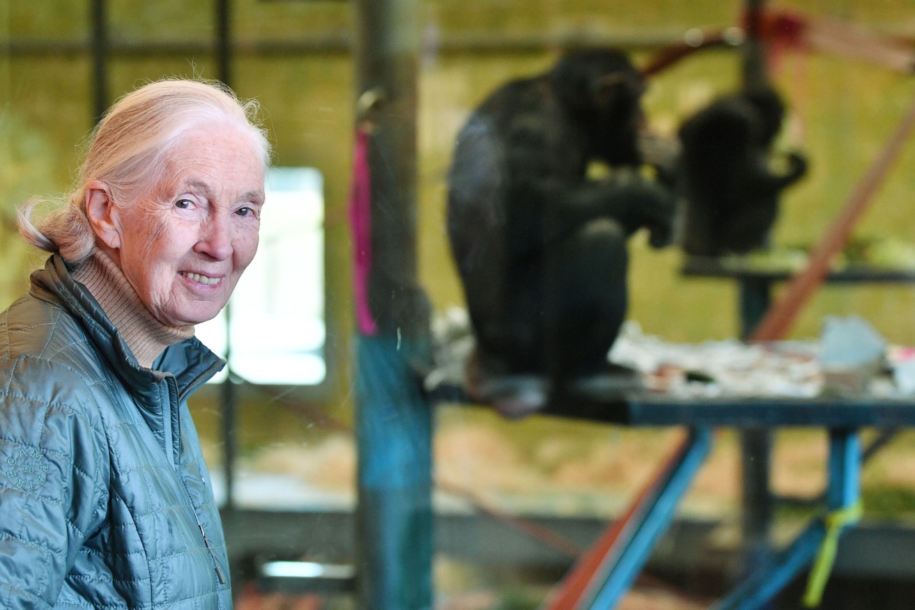 Jane Goodall during a visit to Monarto Zoo in 2019. Photo: David Mariuz / AAP 