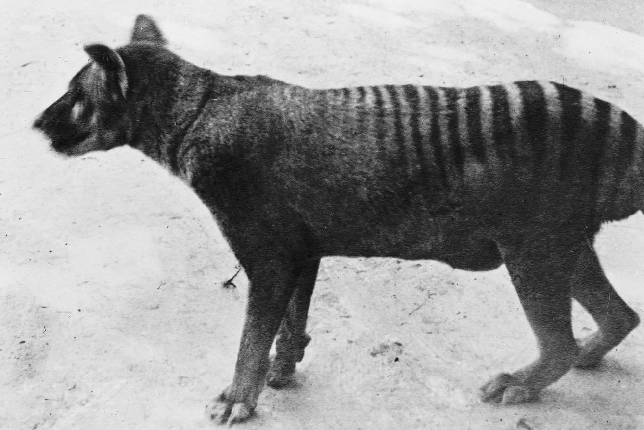 The last known thylacine to survive in captivity died in 1936 in a Hobart zoo. Photo: Mary Evans Picture Library