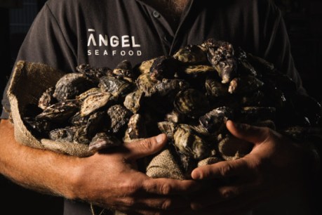 Oyster company bounces back from Coffin Bay shutdown