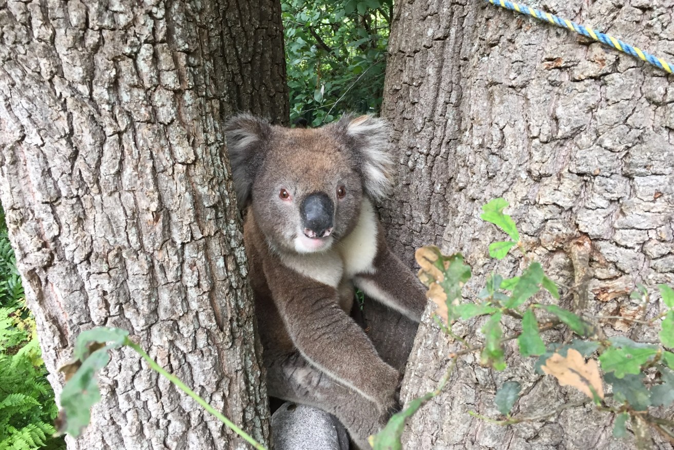Koalas are commonly seen in the Adelaide Hills. Photo Dave Eccles/InDaily