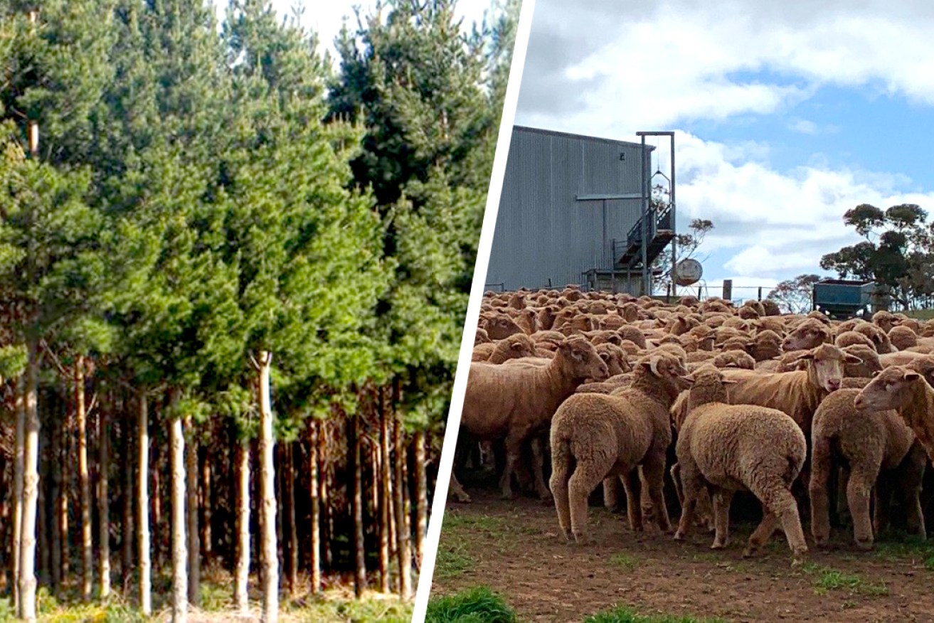 Kiland plans to convert its plantation forests into grazing land for up to 270,000 sheep.
