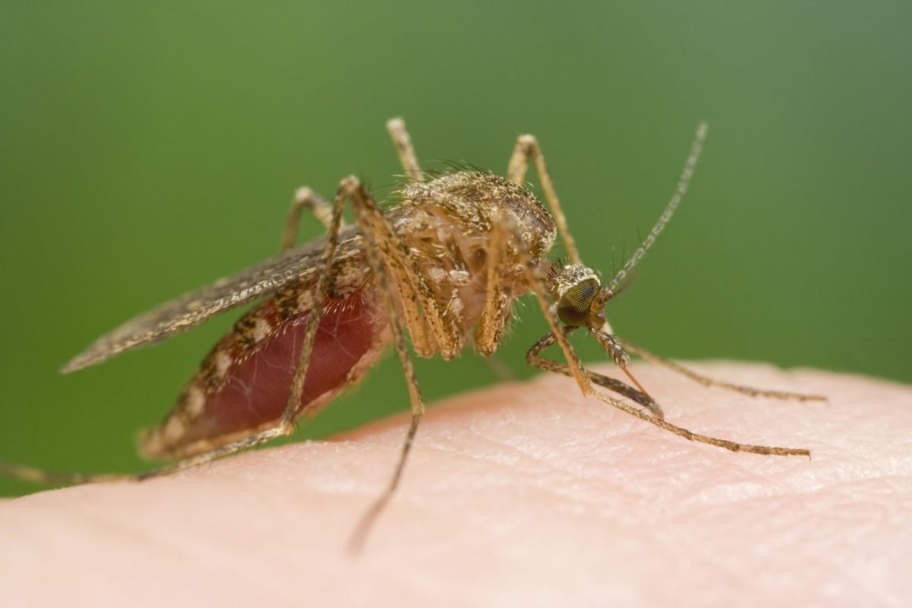 A mosquito on human skin. Photo: Mary Evans, Geoff du Feu/AAP