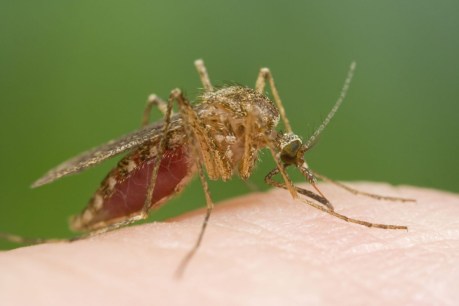 Murray Valley encephalitis detected in SA mosquitoes