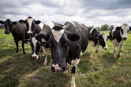 Livestock SA head resists border closure call over cattle disease