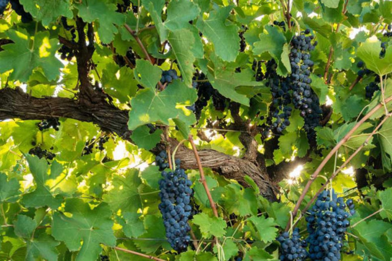 A smaller 2022 vintage could be a blessing for the Australian wine industry, which is facing high inventory levels on the back of reduced exports. Picture: Riverland Wine.