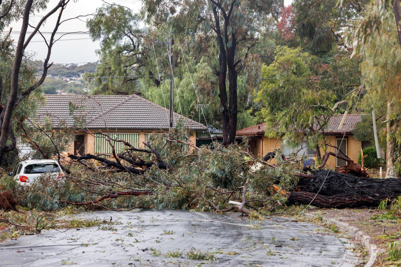 A tree felled at Salisbury during the recent storms. Photo: Tony Lewis/InDaily